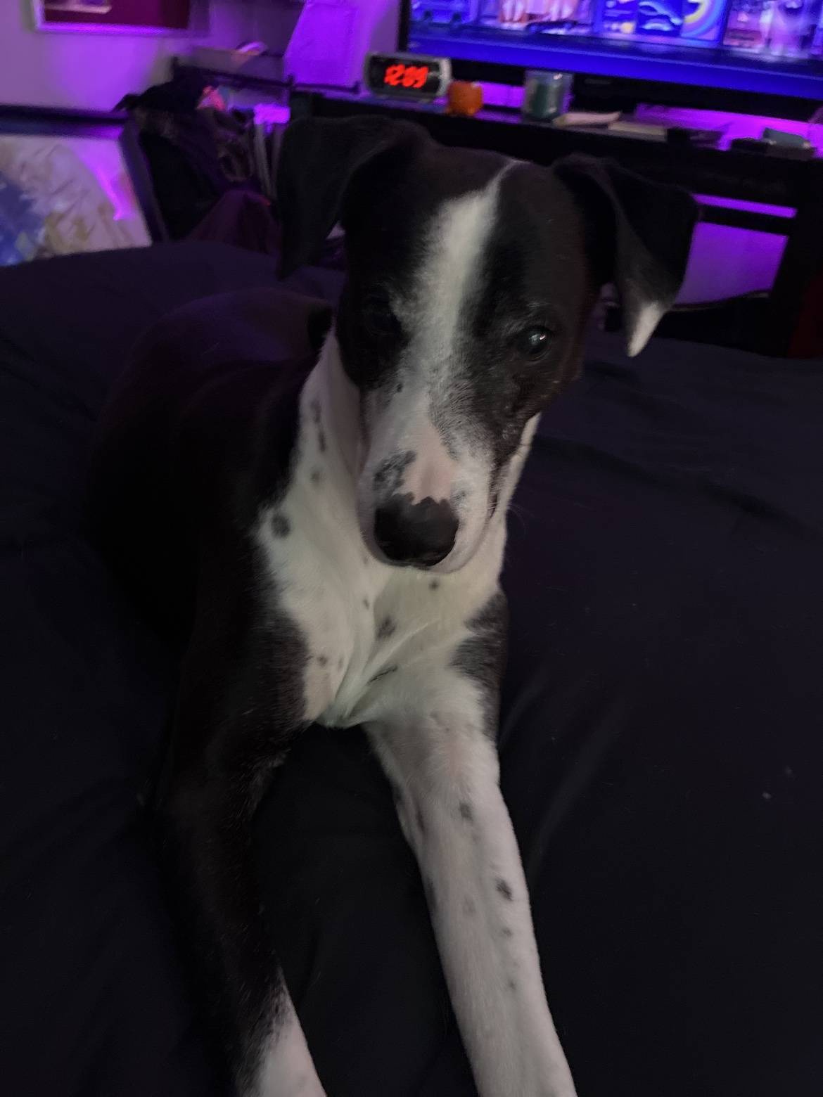 Houdini, Em's sato rescue, staring at the camera from the bed at night