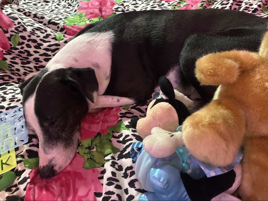 Houdini asleep with a toy