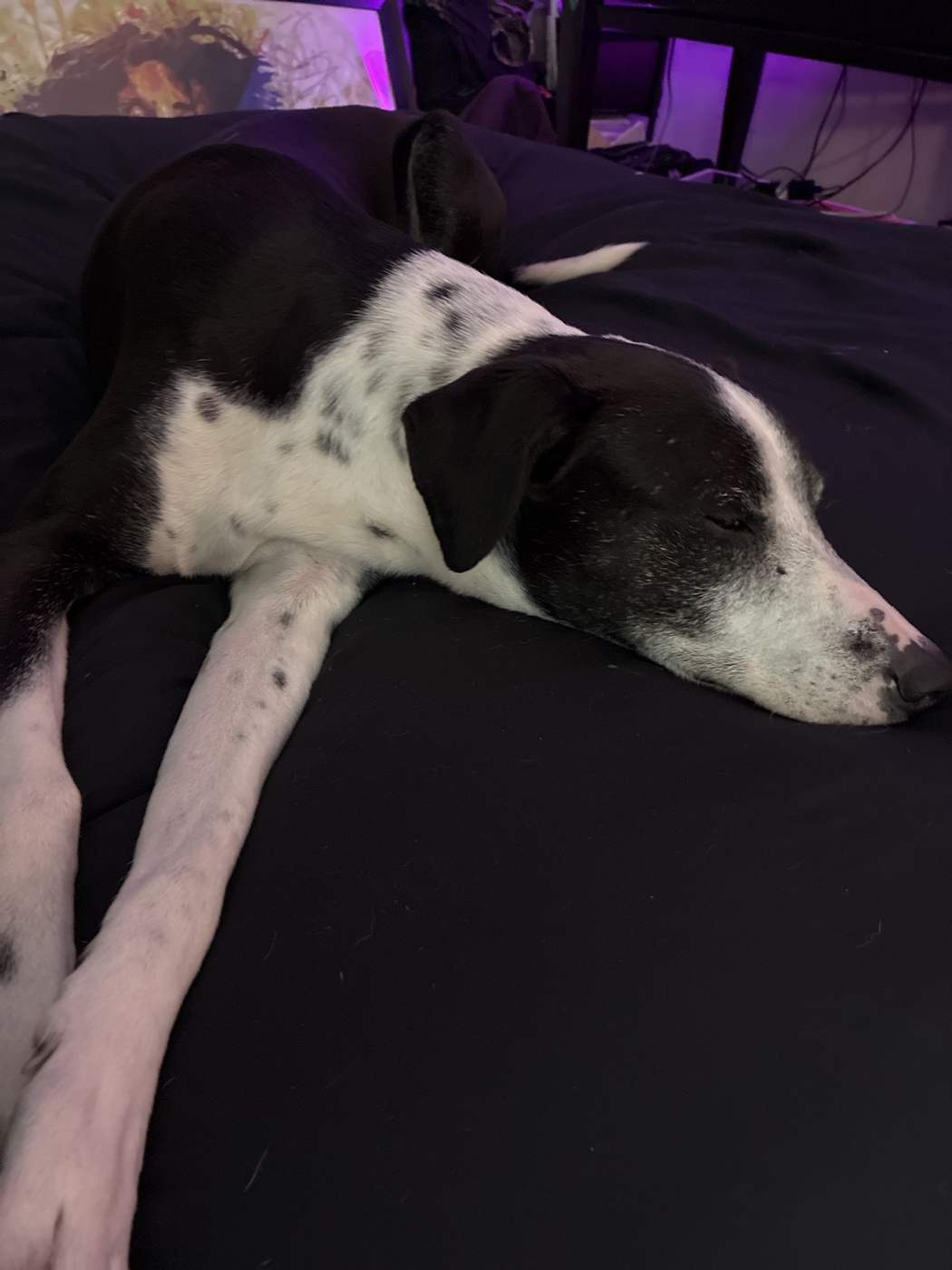 Houdini stretched out asleep