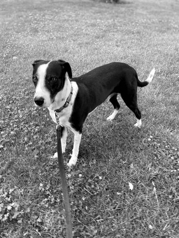 Houdini in the grass, black and white